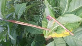 20160827_070101.jpg