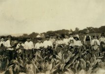 connecticut-cigar-farm.jpg