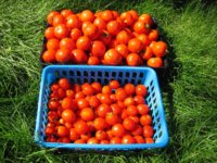 tomatoes.jpg