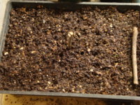 04 July 2020 Havana seedlings in my green house.JPG