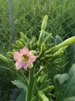 20200818_071702.jpg