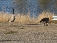 LaSalle 07  Construction-Geese 056 - Copy (2) - Copy.jpg