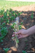 Orobanche ramosa (1).JPG