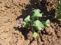 Orobanche ramosa (5).JPG