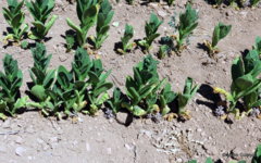 Orobanche ramosa (7).JPG