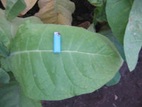 IMG_1698Piloto Cubano leaf.copy.jpg