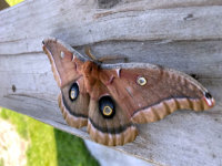 Polyphemus Moth.copy.jpeg.jpg