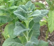 image.jpeg