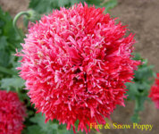 Fire & Snow_Poppy copy.jpg