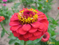 zinnia copy.jpg