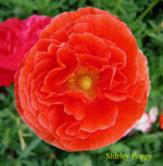 Shirley_Poppy copy.jpg