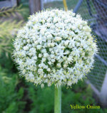 Yellow_Onion copy.jpg
