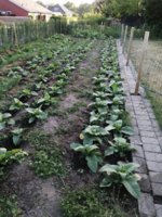 7 juni burley.jpg