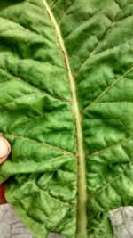 IMG_20230711_180327393_HDR[1].jpg