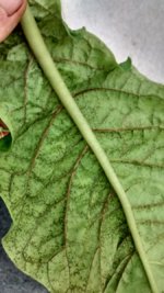 IMG_20230711_180406655_HDR[1].jpg
