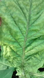 IMG_20230711_184835329_HDR[1].jpg
