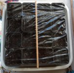 seed tray.jpg
