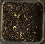 sprouts - Copy.jpg