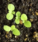 seedlings.jpg