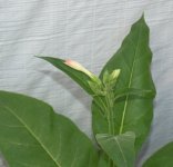 1st flower.jpg