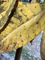 IMG_2870.jpeg