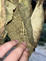 IMG_2872.jpeg
