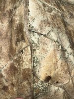 IMG_2875.jpeg