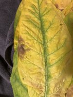 IMG_3206.jpeg