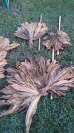 IMG_20130929_070821_499.jpg