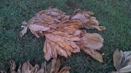 IMG_20130929_070751_837.jpg