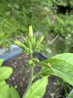 IMG_4729.jpeg