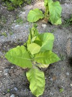 IMG_4732.jpeg