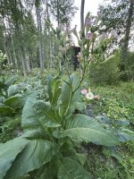IMG_4808.jpeg
