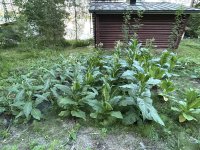 IMG_4810.jpeg