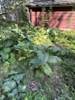 IMG_5041.jpeg