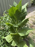 IMG_0665.jpeg