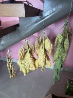 IMG_6429.jpg
