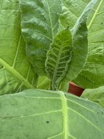 IMG_6662.jpg
