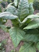 IMG_9555.jpeg