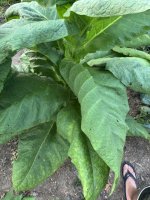 IMG_9558.jpeg