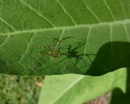 green spider.jpg