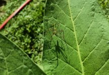 green spider2.jpg