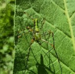 green spider3.jpg