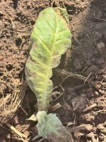 IMG_4027.jpeg