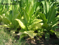 Golden_Burley_3.jpg