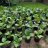 Nicotiana rustica