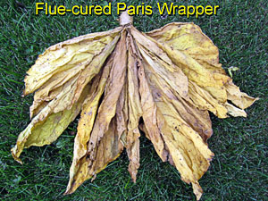 FlueCure20120724_416_ParisWrapper_finishedSpread_300.jpg