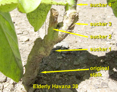 Garden20140704_1303_Havana38_elderly_stalk_400.jpg