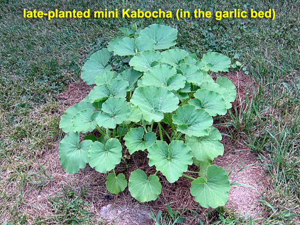 Garden20200728_5291_latePlantedKabocha_600.jpg