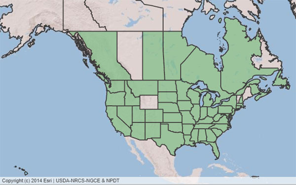 Dodder_range_USDA_600.jpg